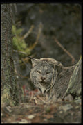 042025 Lynx A4 Photo Print