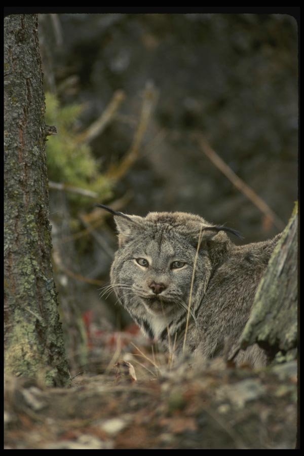 042025 Lynx A4 Photo Print