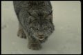 042026 Lynx A4 Photo Print