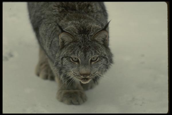 042026 Lynx A4 Photo Print