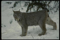 042027 Lynx A4 Photo Print