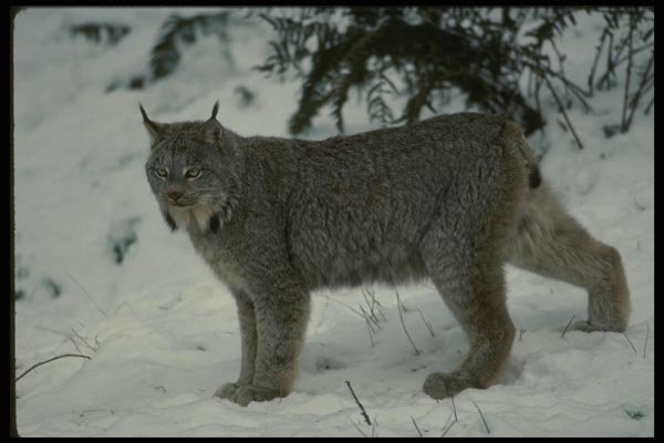 042027 Lynx A4 Photo Print
