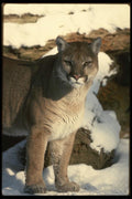 042028 Cougar A4 Photo Print