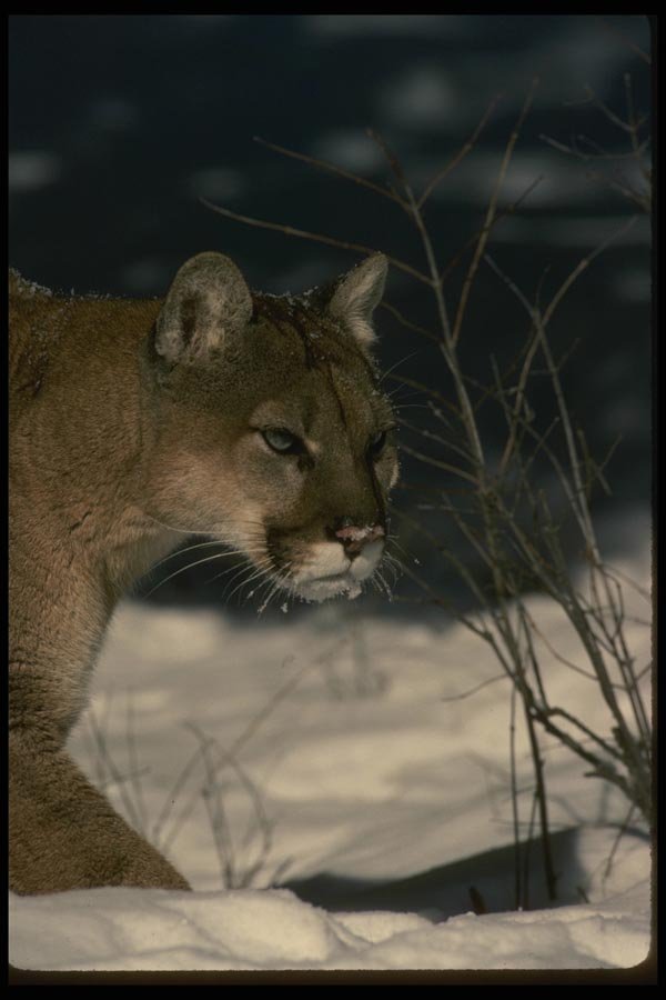 042029 Cougar A4 Photo Print