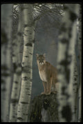 042030 Cougar A4 Photo Print