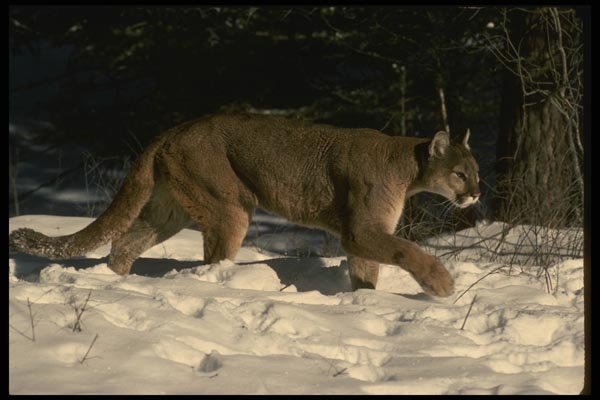 042031 Cougar A4 Photo Print
