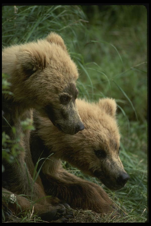 042032 Grizzly Cubs A4 Photo Print