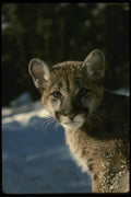 042033 Cougar Cub A4 Photo Print