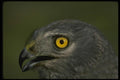 042034 Northern Harrier A4 Photo Print