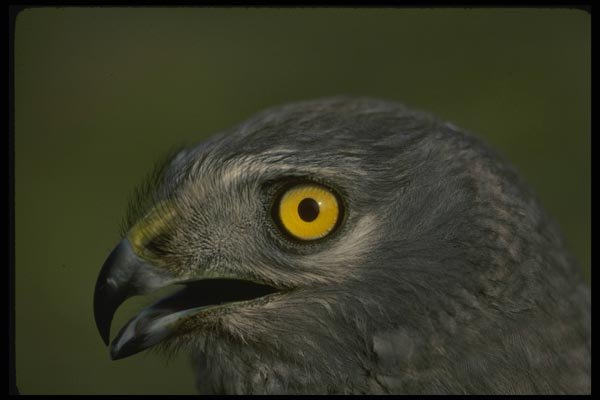 042034 Northern Harrier A4 Photo Print