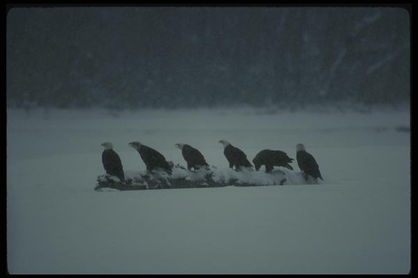 042035 Bald Eagles A4 Photo Print