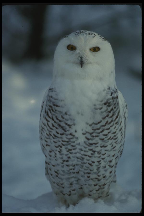 042036 Snowy Owl A4 Photo Print