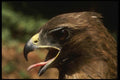 042037 Red Tail Hawk A4 Photo Print
