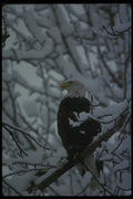 042038 Bald Eagle A4 Photo Print