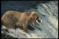 042039 Grizzly Fishing A4 Photo Print