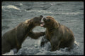042040 Grizzlies Fighting A4 Photo Print