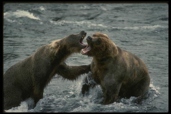 042040 Grizzlies Fighting A4 Photo Print