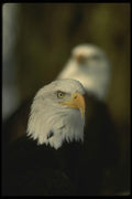 042041 Bald Eagles A4 Photo Print