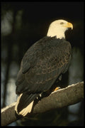 042042 Bald Eagle A4 Photo Print