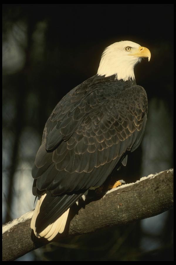 042042 Bald Eagle A4 Photo Print