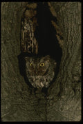 042043 Screech Owl A4 Photo Print