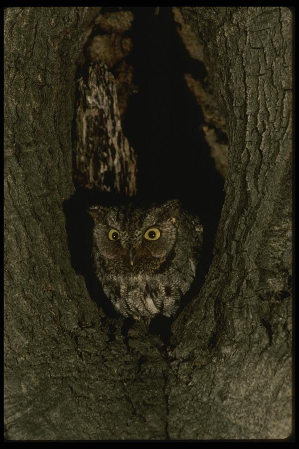 042043 Screech Owl A4 Photo Print