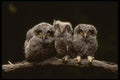 042044 Screech Owlets A4 Photo Print