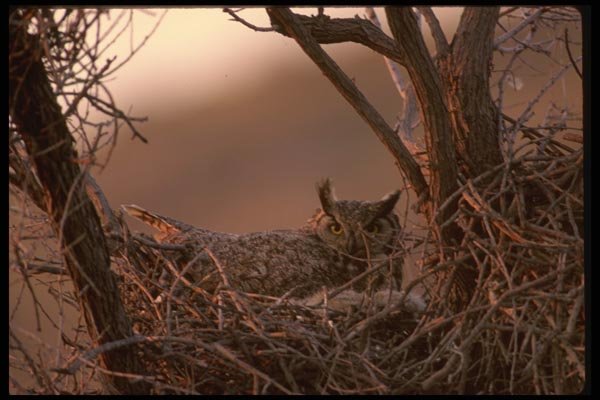 042045 Great Horned Owl A4 Photo Print