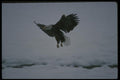 042046 Bald Eagle A4 Photo Print