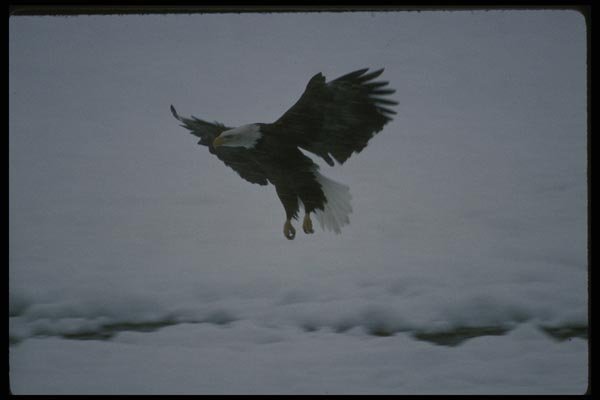 042046 Bald Eagle A4 Photo Print