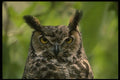 042047 Great Horned Owl A4 Photo Print