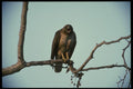 042049 Red Tail Hawk A4 Photo Print