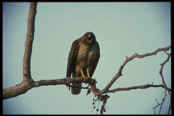 042049 Red Tail Hawk A4 Photo Print
