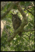 042051 Great Horned Owl A4 Photo Print
