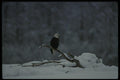 042052 Bald Eagle A4 Photo Print