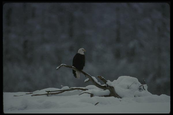 042052 Bald Eagle A4 Photo Print