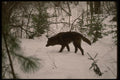 042053 Tundra Wolf A4 Photo Print