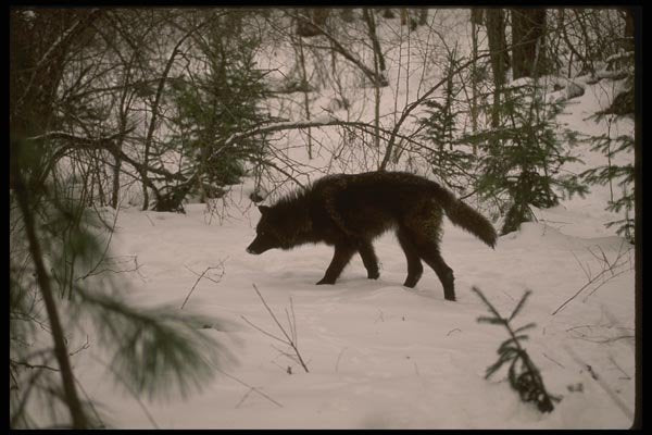 042053 Tundra Wolf A4 Photo Print