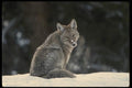 042054 Coyote A4 Photo Print