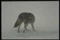 042055 Coyote A4 Photo Print