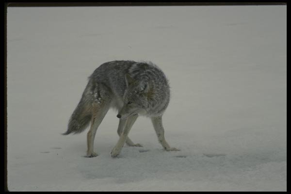 042055 Coyote A4 Photo Print