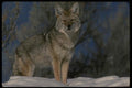 042056 Coyote A4 Photo Print