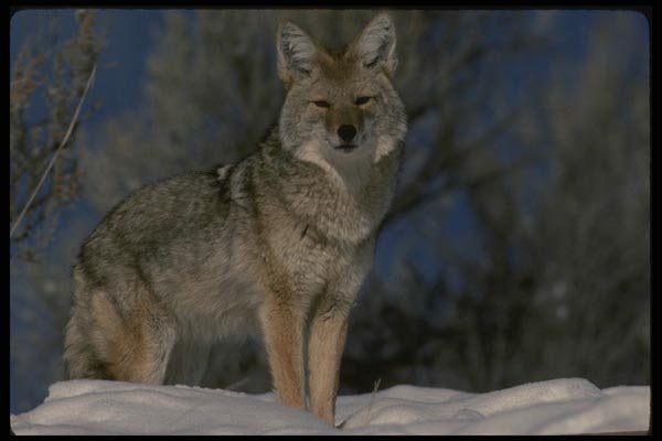 042056 Coyote A4 Photo Print