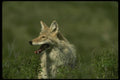042057 Coyote A4 Photo Print