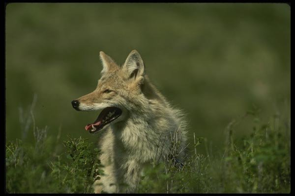 042057 Coyote A4 Photo Print