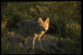 042058 Coyote A4 Photo Print