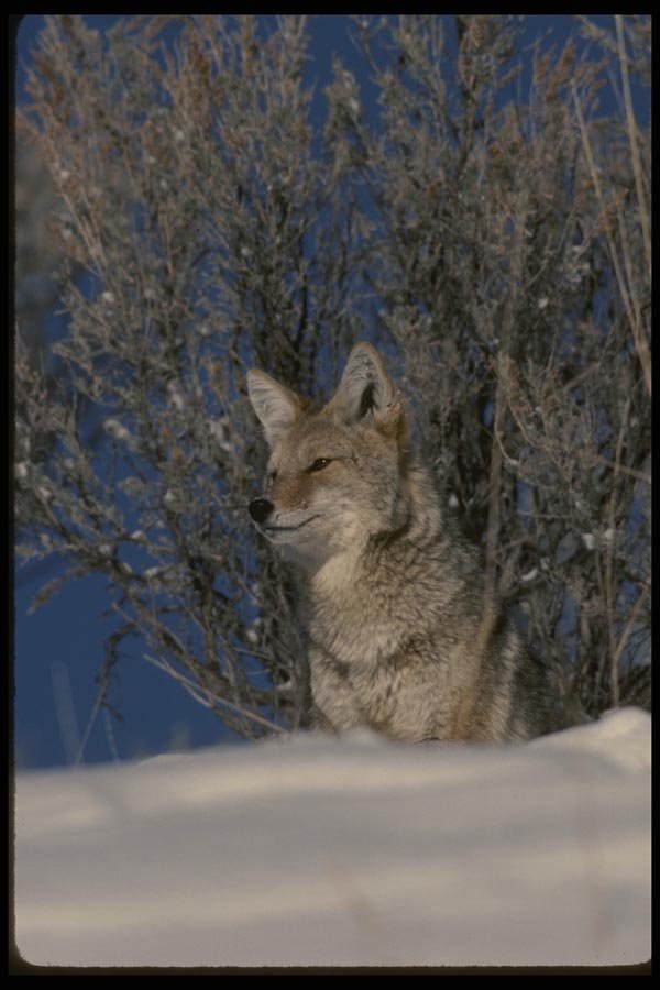 042059 Coyote A4 Photo Print