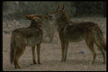 042060 Coyotes A4 Photo Print