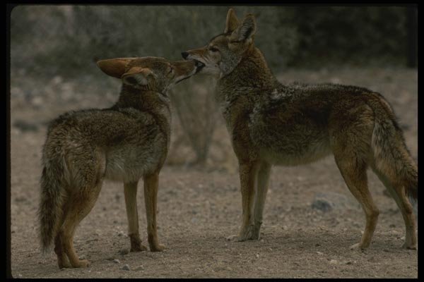 042060 Coyotes A4 Photo Print