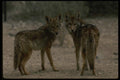 042061 Coyote A4 Photo Print